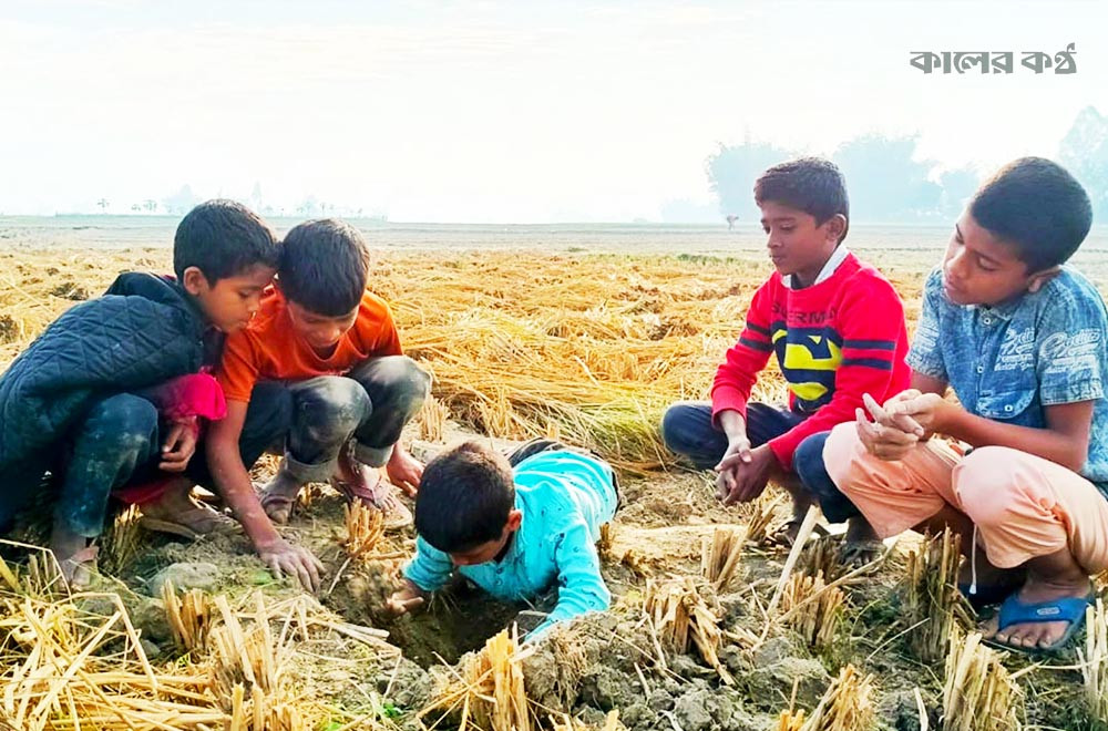 দিনাজপুরে আমন মৌসুম একেবারে শেষের দিকে। ক্ষেতে এখন যে ধান রয়েছে সেগুলো সুগন্ধি জাতের ধান। সেই ধান ক্ষেতে দলবেঁধে ইঁদুরের গর্ত খুঁজছেন ক্ষুদ্র নৃগোষ্ঠীর নারী ও শিশুরা। ছবি : কালের কণ্ঠ