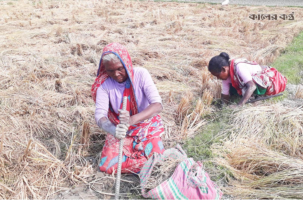 এ ধান শুকিয়ে তার তৈরি করবেন আতব চাল। যা দিয়ে তৈরি করে খাবেন শীতকালিন পিঠা পুলি ও খেজুরের রস দিয়ে তৈরি পায়েশ। ছবি : কালের কণ্ঠ
