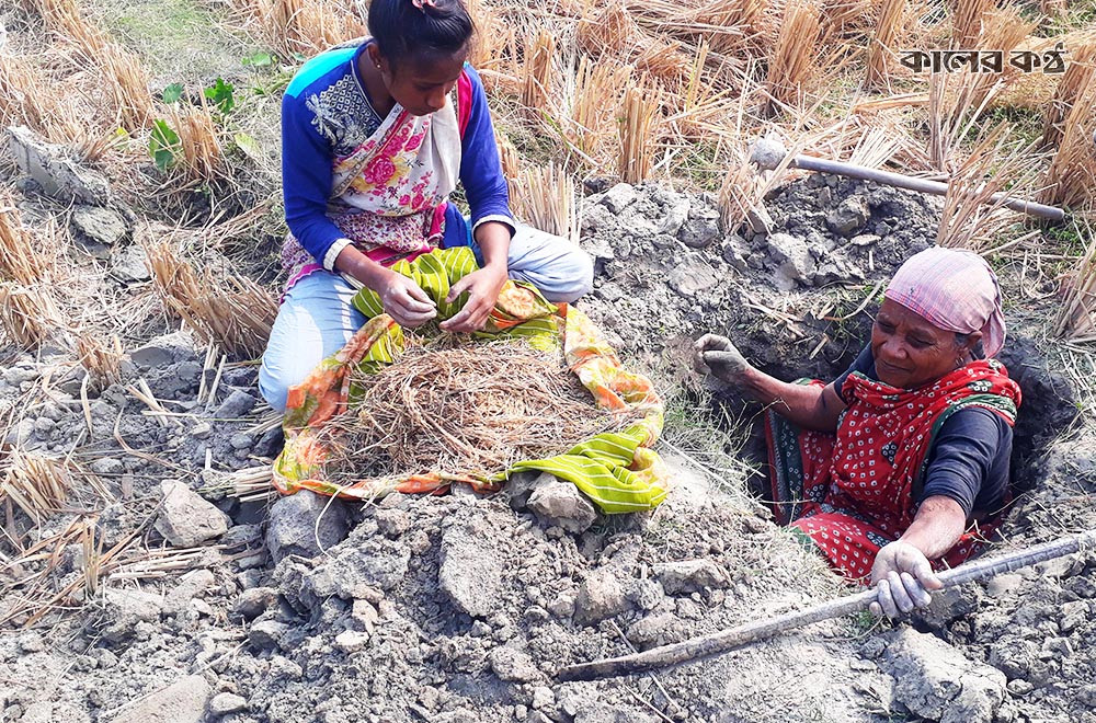 মৌসুমে ধান কাঁটা শুরু হলে সকালে তারা দুমুঠো ভাত খেয়েই বেরিয়ে পড়েন বিভিন্ন মাঠে। প্রচন্ড শীত উপেক্ষা করে সকাল থেকে সন্ধ্যার আগ পর্যন্ত চলে তাদের ধানের শীষ সংগ্রহের কাজ। এসব নারী শিশুদের কারো হাতে খোন্তা, কারো হাতে কোদাল, কারো হাতে শাবল আবার কারো হাতে বস্তাও দেখা যায়। ছবি : কালের কণ্ঠ