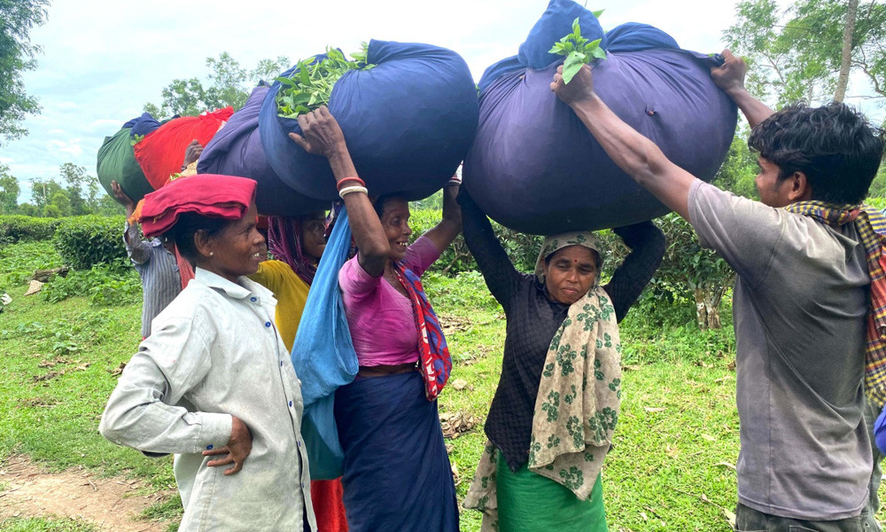 চা বাগান মানেই যে সবুজের চাদর বিছানো উঁচু-নিচু টিলায় দুটি পাতা একটি কুঁড়ির দৃশ্য। বাগান থেকে চা পাতা সংগ্রহের পর সেগুলো নিয়ে যাচ্ছেন শ্রমিকরা। ছবি : কালের কণ্ঠ