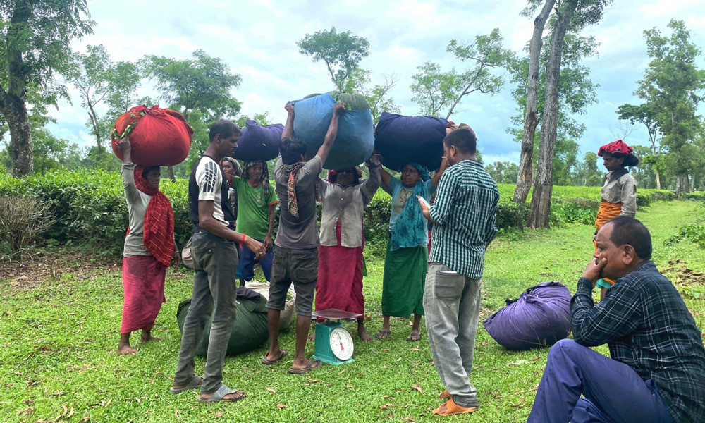 বাগান থেকে নিজেদের সংগ্রহ করা চা পাতা নিয়ে যাচ্ছেন শ্রমিকরা। ছবি : কালের কণ্ঠ