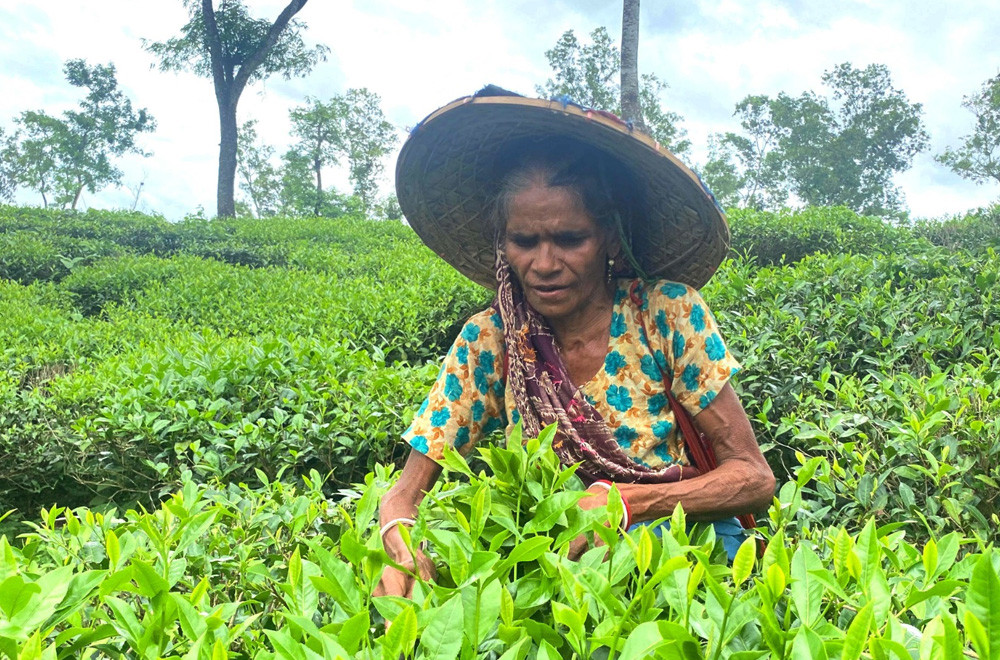 পদ্মছড়া চা বাগান