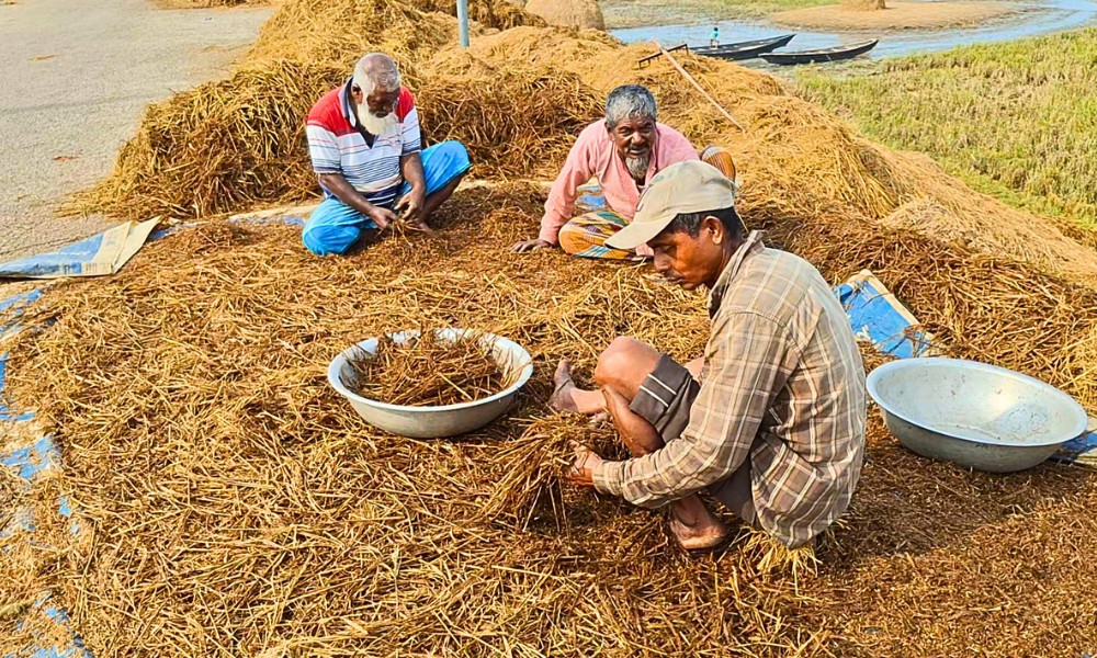 ধানের খোলায় কৃষকের ঈদ