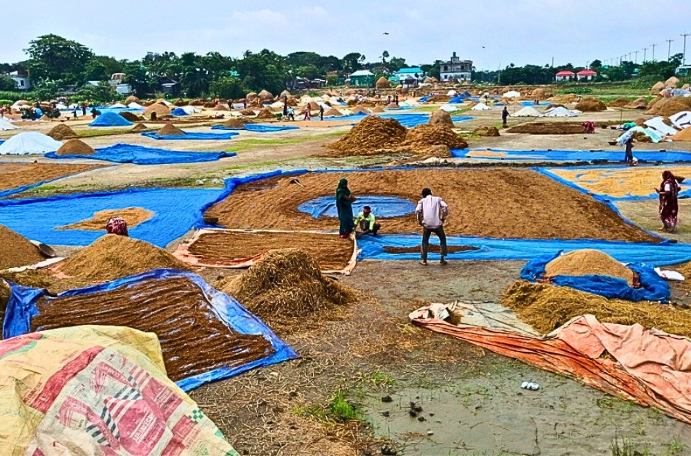 ধানের খোলায় কৃষকের ঈদ