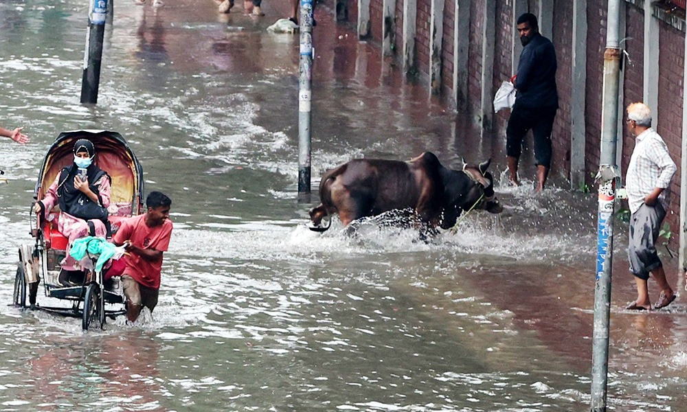 গরুছুট