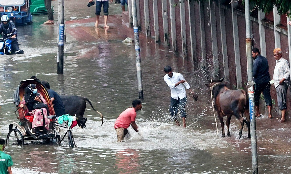 গরুছুট