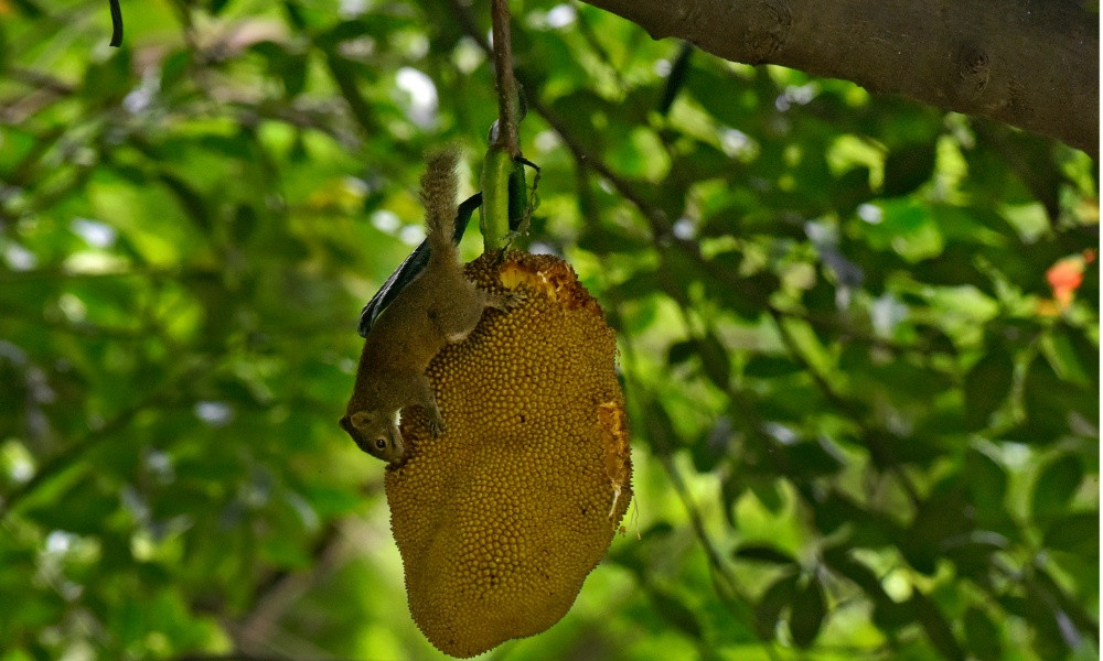 জ্যৈষ্ঠের মধু