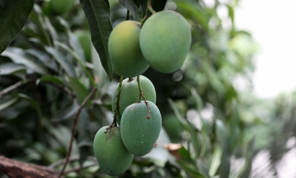 জ্যৈষ্ঠের মধু