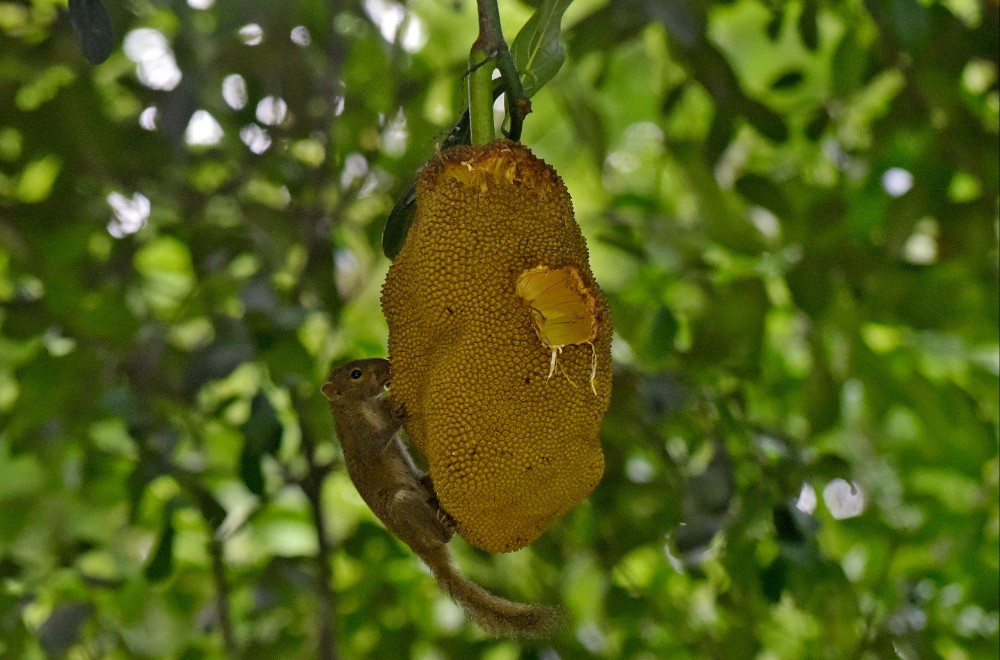 জ্যৈষ্ঠের মধু