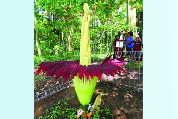 সবচেয়ে বড় ফুল