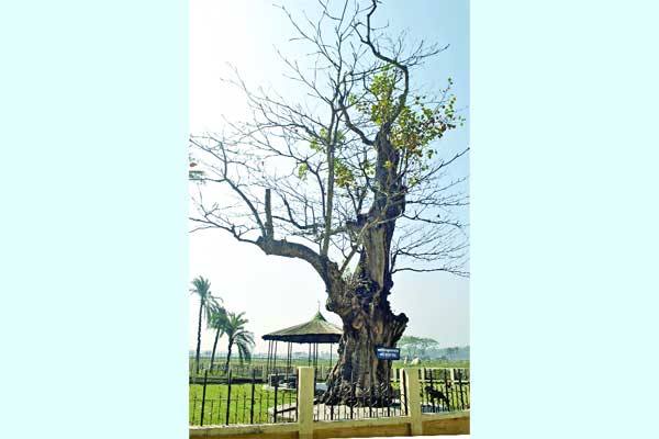 মাইকেল, বিদায় ঘাট ও বাদামগাছ