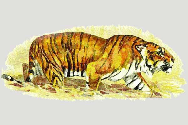 বাঘের খোঁজে