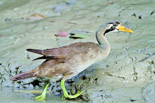 লাজুক সুন্দরী হাঁস