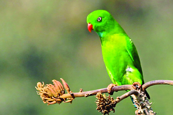 বাসন্তী লটকন টিয়া