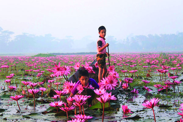 চোখজুড়ানো শাপলার বিল