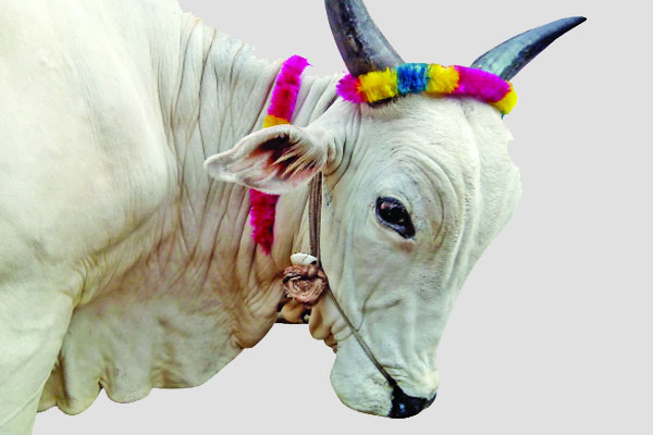 গনি মিয়ার হাট