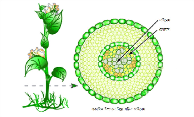 জীববিজ্ঞান