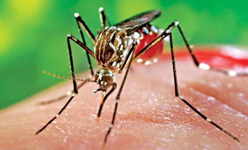 ১১ জনে একজন চিকুনগুনিয়ায় আক্রান্ত!