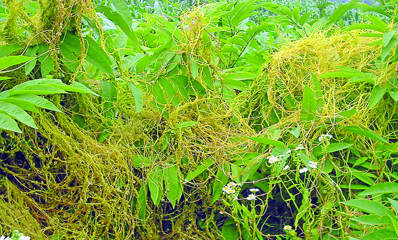 স্বর্ণলতা


