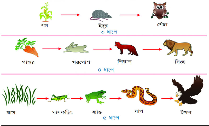খাদ্যশৃঙ্খল
