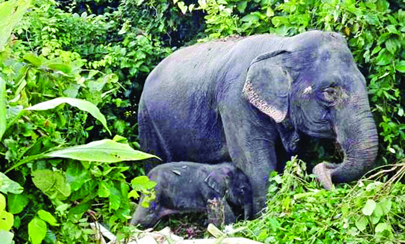 হাতির সংসারে নতুন অতিথি