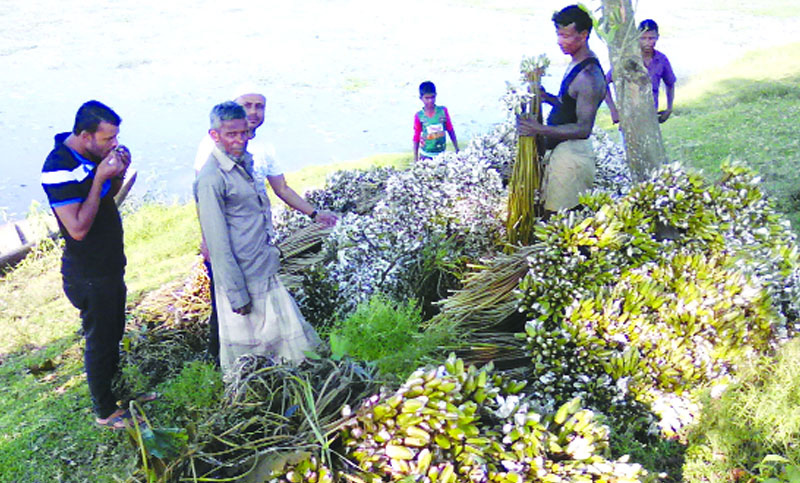 বড়বিলের শাপলা এলাকাবাসীর জীবিকা