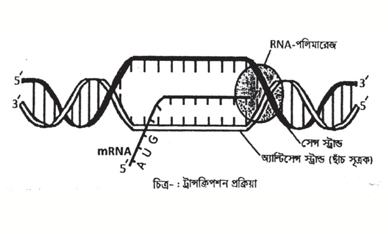 জীববিজ্ঞান প্রথম পত্র