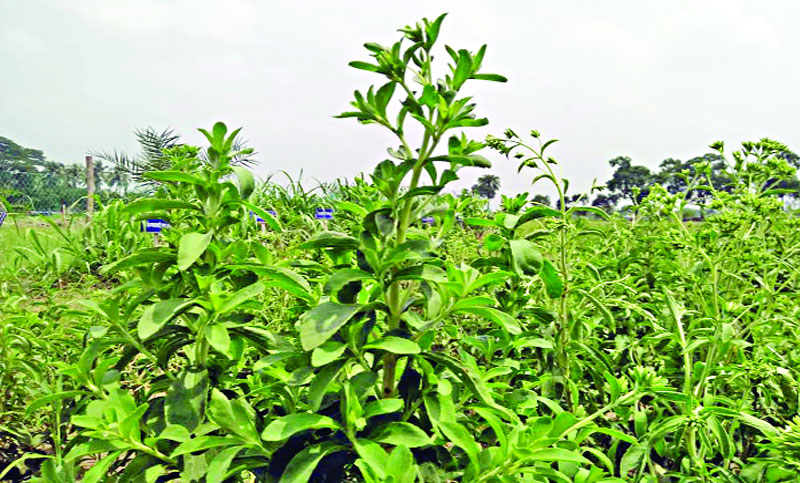 চিনির চেয়ে ৩০০ গুণ বেশি মিষ্টি