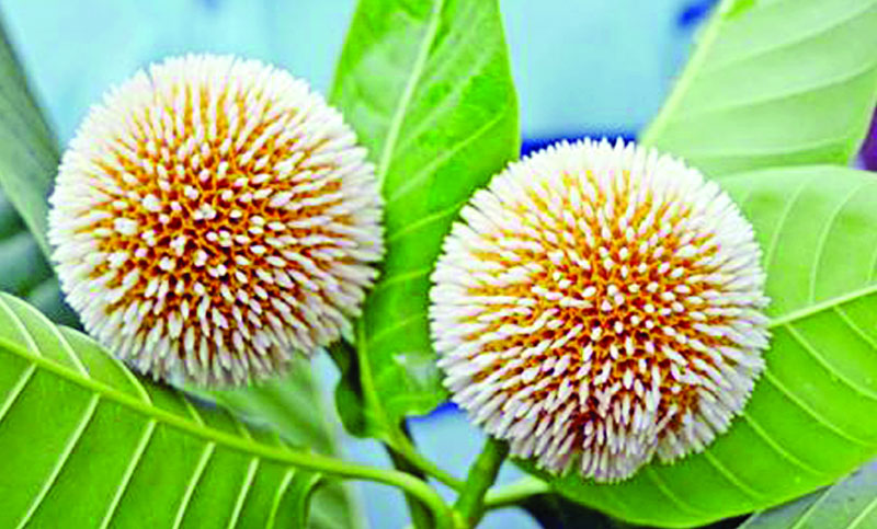 বাংলা
