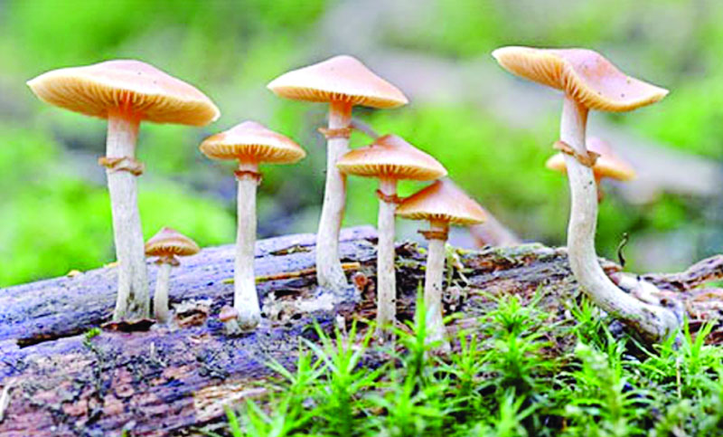 ছত্রাক