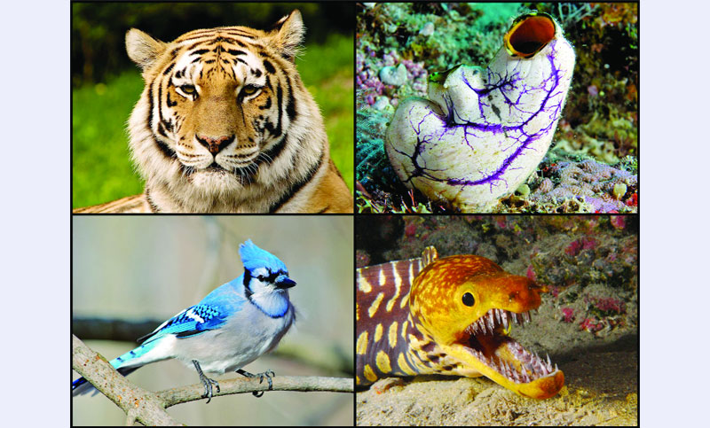কর্ডাটা ও নন-কর্ডাটা