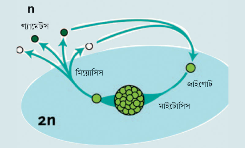 মিয়োসিস