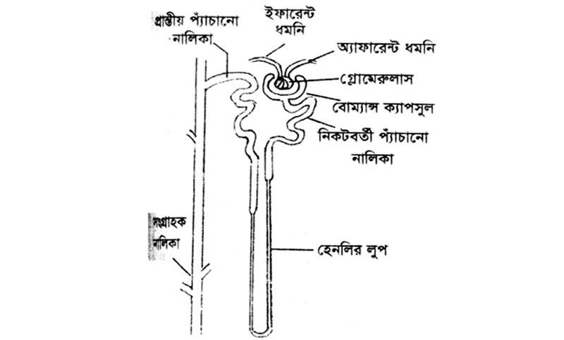 এসএসসি প্রস্তুতি