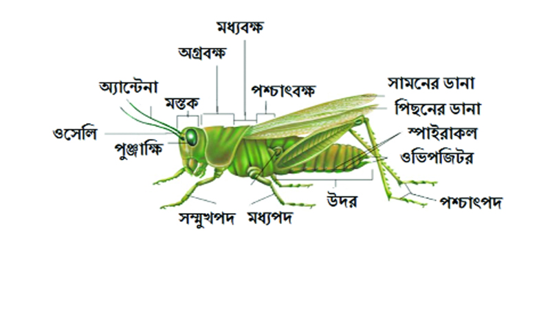 এইচএসসি প্রস্তুতি ♦ জীববিজ্ঞান দ্বিতীয় পত্র ♦ বহু নির্বাচনী প্রশ্ন