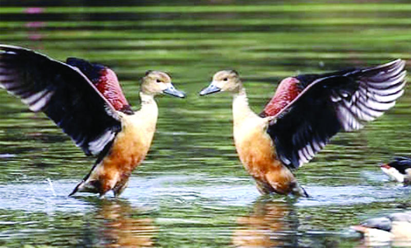 অতিথি পাখি