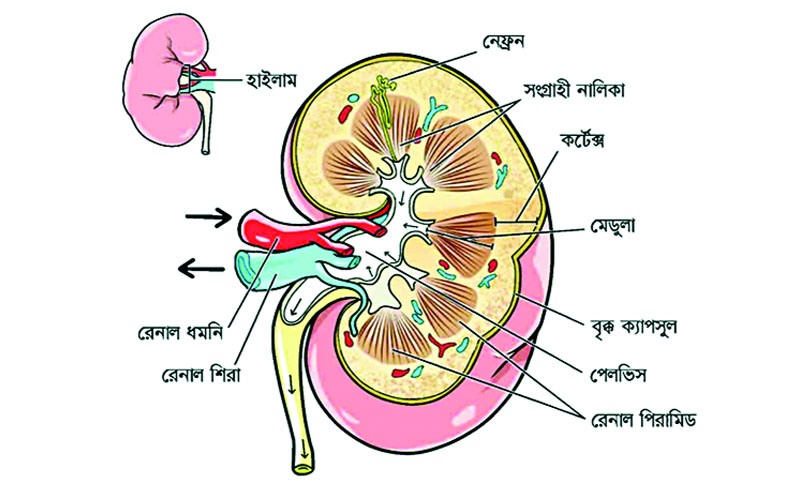 জীববিজ্ঞান