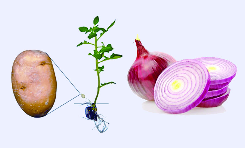 টিউবার (আলু) ও কন্দ (পেঁয়াজ)