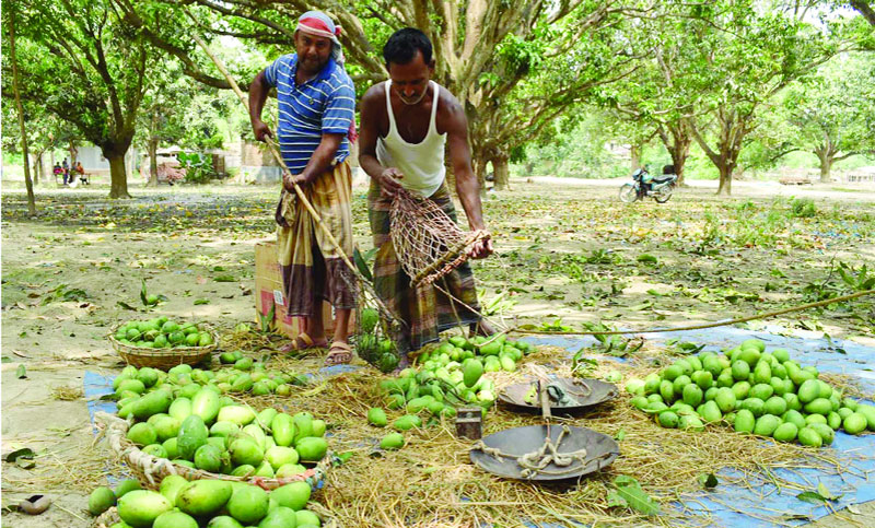 সব নিয়মকানুন মেনে গাছ থেকে আম পাড়া শুরু