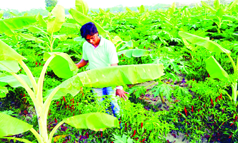 সাথি ফসল