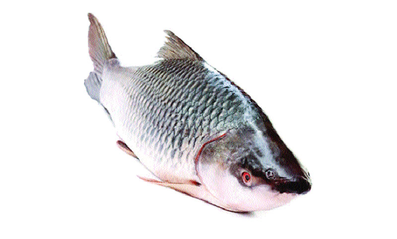 রুই মাছ