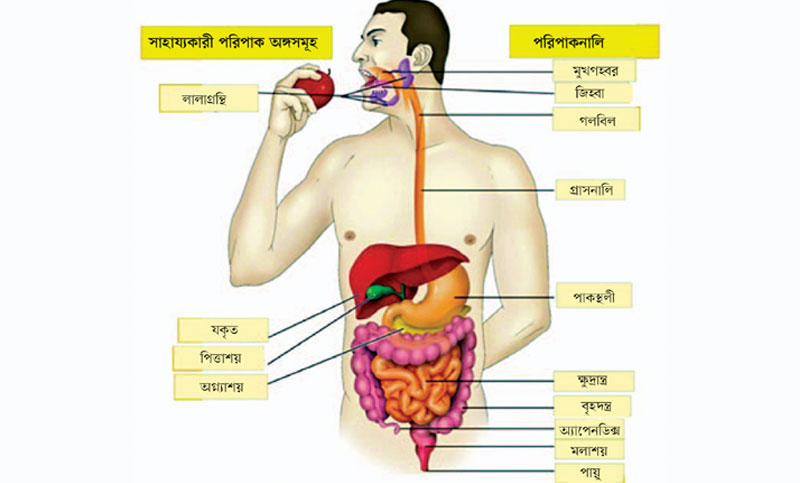 জীববিজ্ঞান দ্বিতীয় পত্র