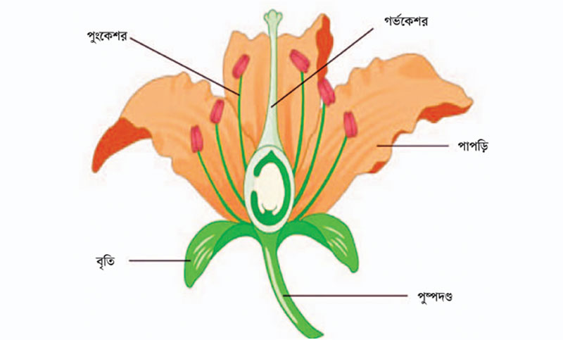 বিজ্ঞান