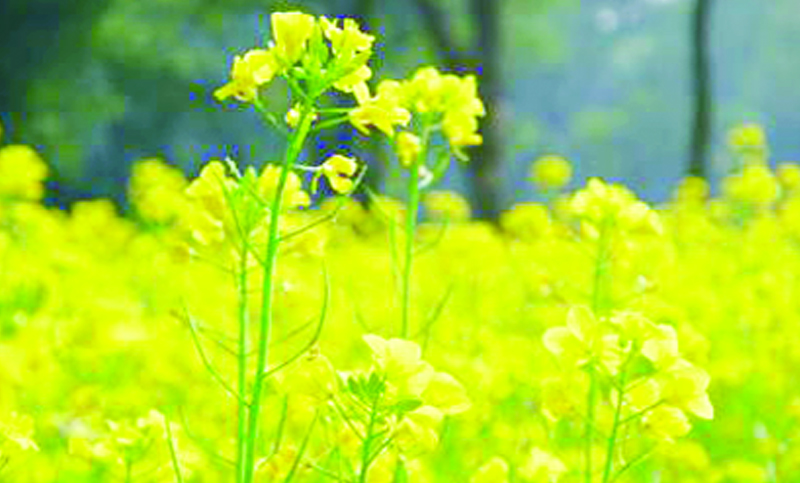 রবি মৌসুম