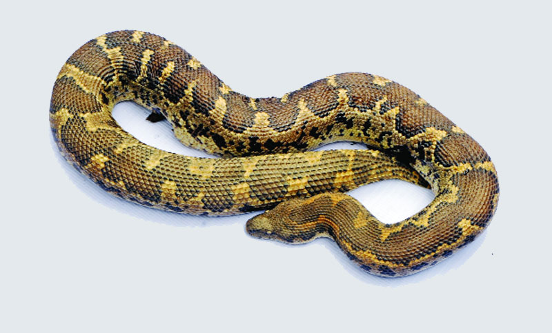 বিরল বালুুবোরা