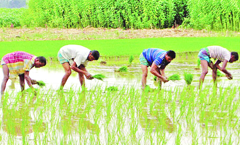 ধান চাষোপযোগী মাটি