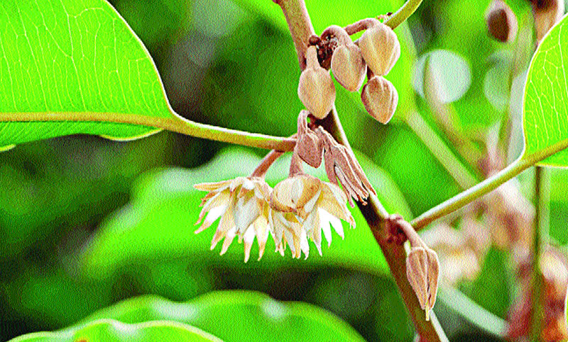 বকুল