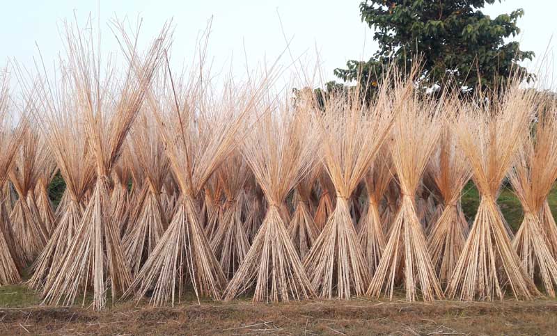 পাটকাঠিতে পিঠরক্ষা 


