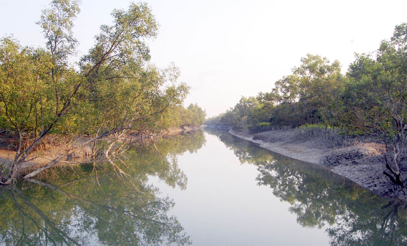 
প্রাকৃতিক ঢাল সুন্দরবন সুরক্ষার তাগিদ