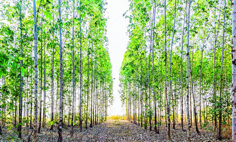 ইউক্যালিপটাস
