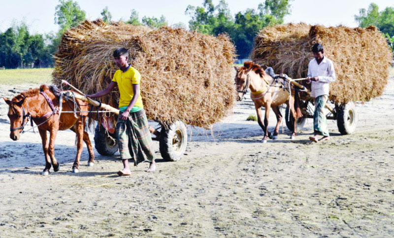 মালামাল পরিবহনের একমাত্র বাহন ঘোড়ার গাড়ি